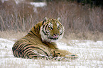 Siberian tiger