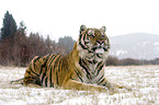 Siberian tiger