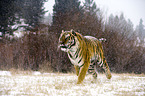 Siberian tiger