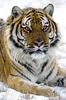 Siberian tiger