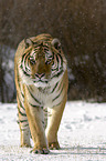 Siberian tiger