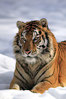 Siberian tiger