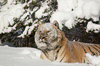 Siberian tiger