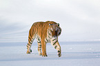 Siberian tiger