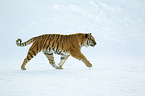 Siberian tiger