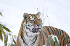 Amur tiger