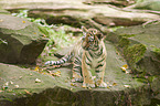 Amur tiger