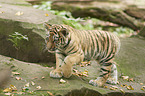 Amur tiger