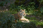 Amur tiger