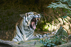 Amur tiger