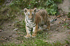 Amur tiger