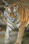 Amur tiger