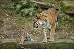 Amur tiger