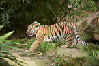 Amur tiger