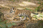 Amur tiger