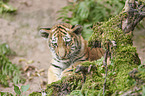 Amur tiger