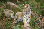 Amur tiger