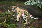 Amur tiger