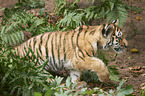 Amur tiger