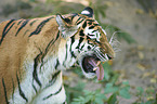 Amur tiger