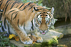 Amur tiger