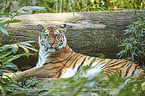 Amur tiger