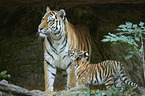 Amur tiger