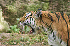 Amur tiger