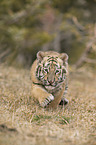 young Siberian tiger