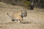 young Siberian tiger