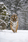 Siberian tiger