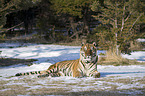 Siberian tiger