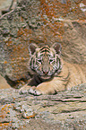 young Siberian tiger