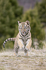 young Siberian tiger