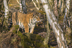 Siberian Tiger