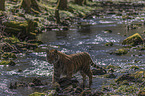 Amur Tiger in the water