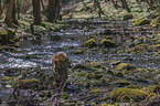 Amur Tiger in the water