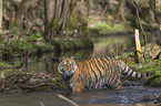 Amur Tiger in the water