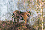 Siberian Tiger