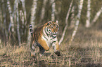 Siberian Tiger