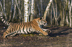 Siberian Tiger