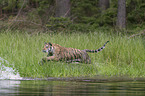 Amur Tiger in the water