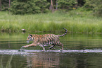 Amur Tiger in the water