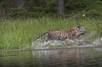 Amur Tiger in the water