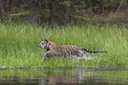 Amur Tiger in the water