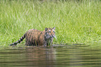 Amur Tiger in the water