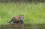 Amur Tiger in the water