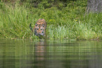 Amur Tiger in the water