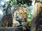 Amur tiger