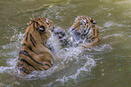 2 Amur tiger